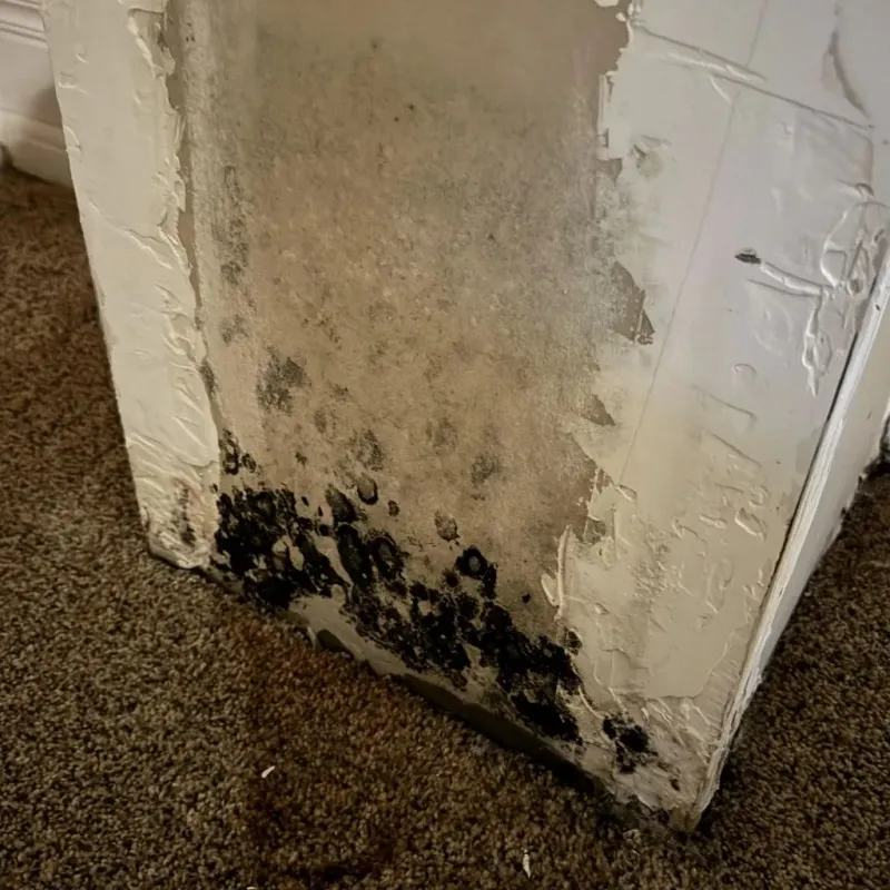 Professional Mold Removal in Lompico, CA